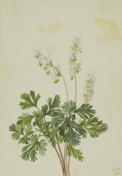 Breetches holenderski (Bikukulla cucullaria) autorstwa Mary Vaux Walcott