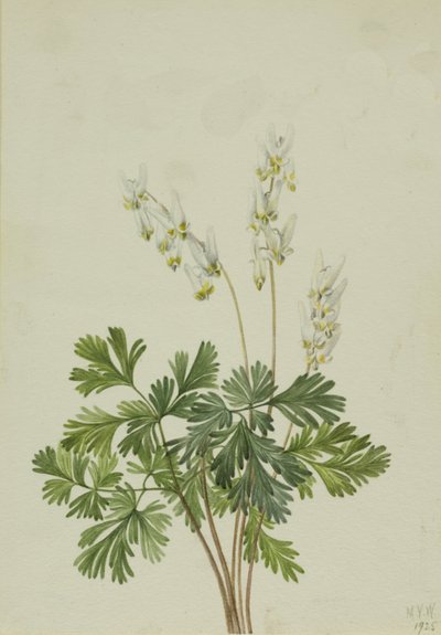 Bryczesy Holenderskie, autorstwa Mary Vaux Walcott