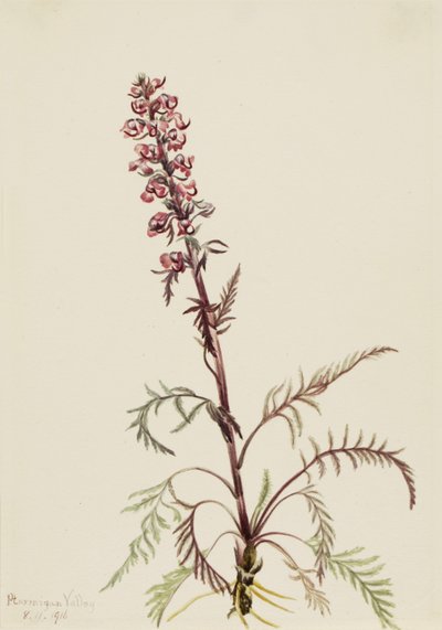 Głowa słonia (Pedicularis groenlandica) autorstwa Mary Vaux Walcott