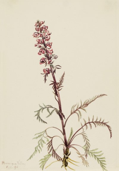 Elephanthead Pedicularis Greenlandica, 1916. autorstwa Mary Vaux Walcott
