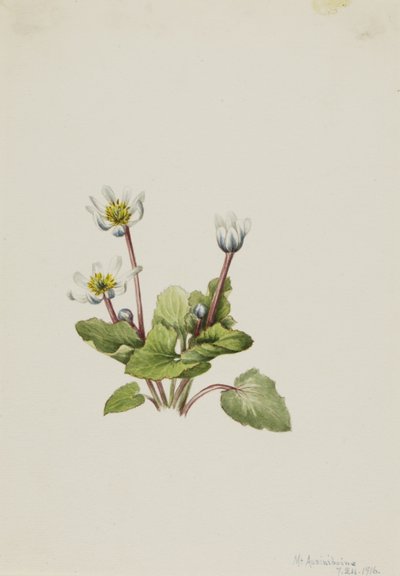 Elkslip (Caltha leptosepala) autorstwa Mary Vaux Walcott