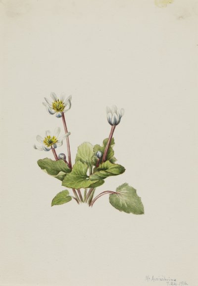 Elkslip Caltha leptosepala, 1916. autorstwa Mary Vaux Walcott