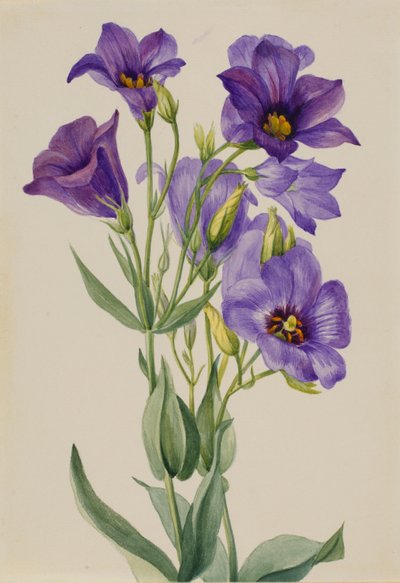 Eustoma russelianum autorstwa Mary Vaux Walcott