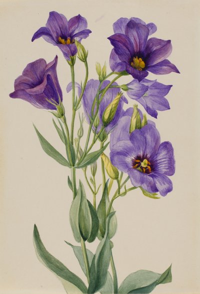 Eustoma russelianum, ca. początek lat 30. XX wieku. autorstwa Mary Vaux Walcott
