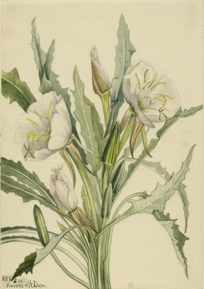 Wiesiołek (Pachyoplus hirsutus) autorstwa Mary Vaux Walcott