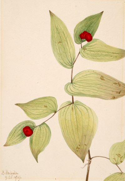 Fairy-Bells Dissporum trachycarpum, 1919. autorstwa Mary Vaux Walcott
