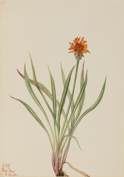 Fałszywy mniszek lekarski Agoseris aurantiaca, 1921. autorstwa Mary Vaux Walcott
