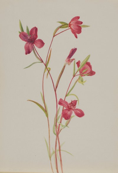 Pożegnanie wiosny (Godetia amoena lilja) autorstwa Mary Vaux Walcott