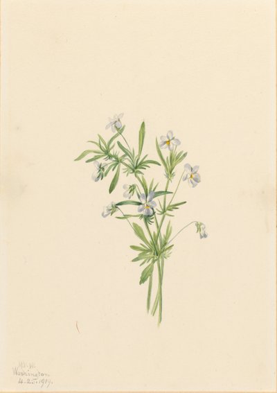 Fiołek polny (Viola rafinesquii) autorstwa Mary Vaux Walcott