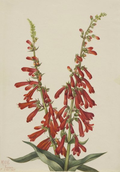 Pentstemon ognisty (Pentstemon eatonii) autorstwa Mary Vaux Walcott