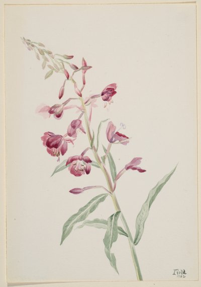 Chwastnica zwyczajna (Epilobium angustifolium) autorstwa Mary Vaux Walcott