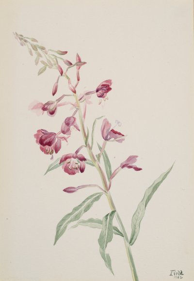 Fireweed Epilobium angustifolium, 1902. autorstwa Mary Vaux Walcott