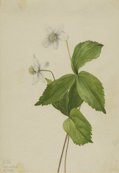Zawilec leśny (Anemone deltoidea) autorstwa Mary Vaux Walcott