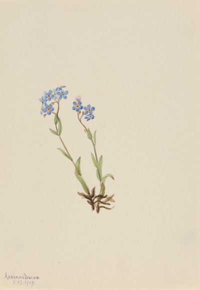 Niezapominajka (Myosotis alpestris) autorstwa Mary Vaux Walcott