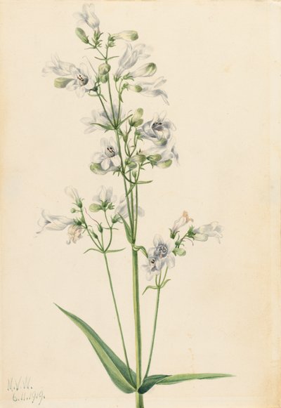 Foxglove Penstemon Penstemon digitalis, 1919. autorstwa Mary Vaux Walcott
