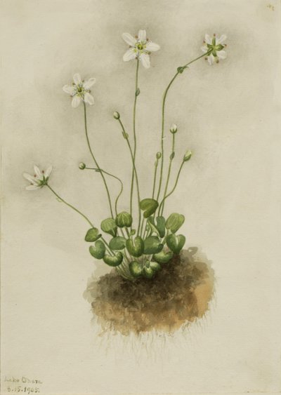 Parnassia frędzelkowata (Parnassia fimbriata) autorstwa Mary Vaux Walcott