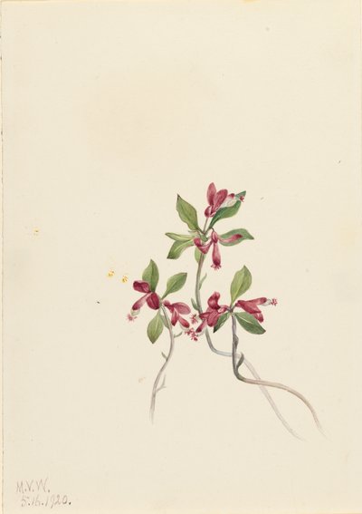 Polygala Polygala paucifolia z frędzlami, 1920. autorstwa Mary Vaux Walcott