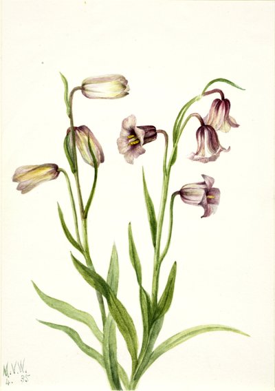 Fritillary Fritillaria biflora, 1935. autorstwa Mary Vaux Walcott