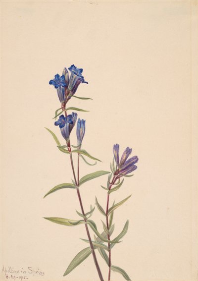 Gentian Gentiana affinis, 1915. autorstwa Mary Vaux Walcott