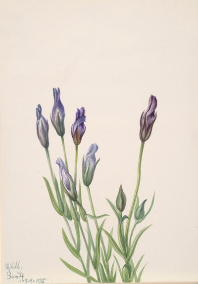 Gentiana macounii, 1935. autorstwa Mary Vaux Walcott