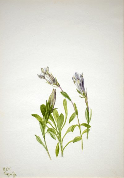 Borówka z goryczki Gentiana, 1938. autorstwa Mary Vaux Walcott