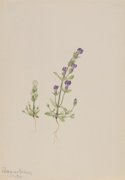 Gentiana propingua autorstwa Mary Vaux Walcott