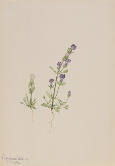 Gentiana propingua, 1916. autorstwa Mary Vaux Walcott