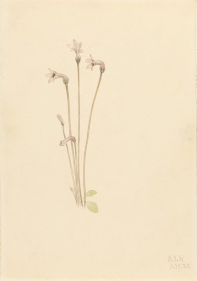 Ghostpipe (Thalesia uniflora) autorstwa Mary Vaux Walcott