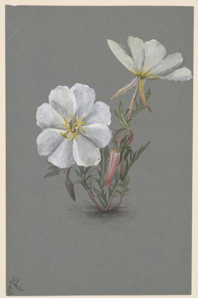 Ciemiernik olbrzymi (Epipactia gigantea) autorstwa Mary Vaux Walcott