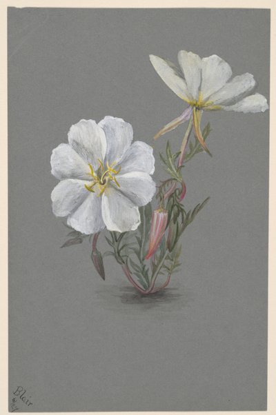Olbrzym kruszczyk olbrzymi Epipactis gigantea, ca. 1880. autorstwa Mary Vaux Walcott