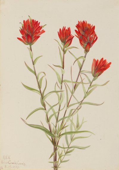 Olbrzymi czerwony pędzel Castilleja miniata, 1921. autorstwa Mary Vaux Walcott