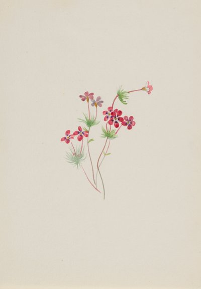 Gilia linanthus parviflorus autorstwa Mary Vaux Walcott