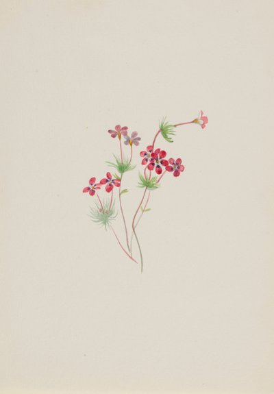 Gilia linanthus parviflorus, ca. 1900-1930. autorstwa Mary Vaux Walcott
