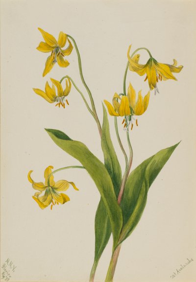 Glacierlily Erythronium grandiflorum, 1899. autorstwa Mary Vaux Walcott