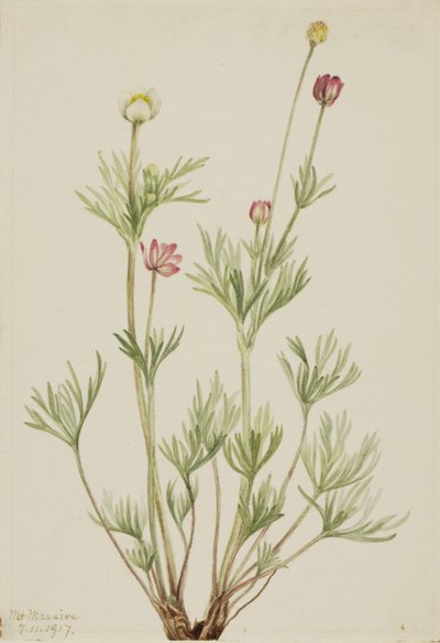 Zawilec kulisty Zawilec kulisty, 1917. autorstwa Mary Vaux Walcott