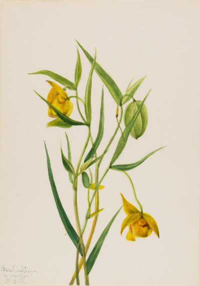 Złota Latarnia Wróżek Calochortus amabilis, 1936. autorstwa Mary Vaux Walcott