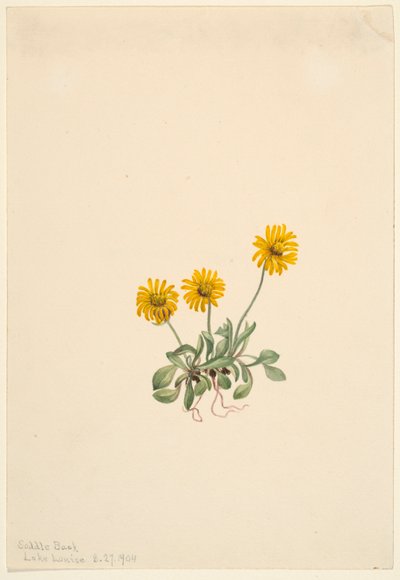 Złotokap zwyczajny (Erigeron aureus) autorstwa Mary Vaux Walcott