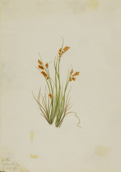 Turzyca złocista (Carex aurea) autorstwa Mary Vaux Walcott