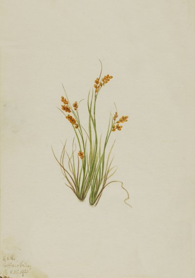 Złota turzyca Carex aurea, 1921. autorstwa Mary Vaux Walcott