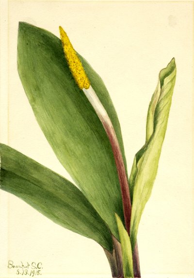 Złotokap (Orontium aquaticum) autorstwa Mary Vaux Walcott