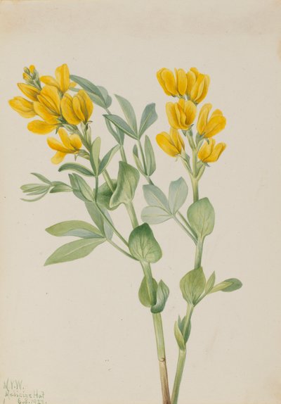 Goldenpea Thermopsis rhombifolia, 1923. autorstwa Mary Vaux Walcott