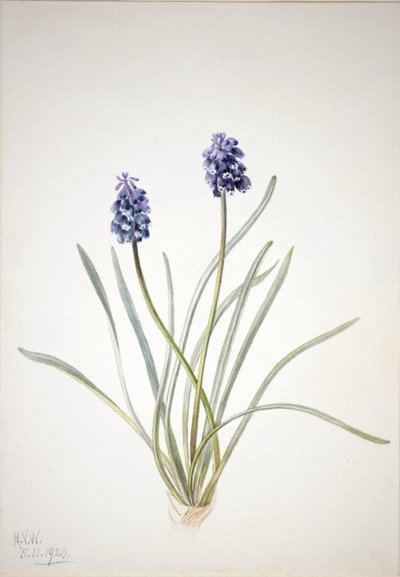 Hiacynt winogronowy (Muscari racemosum) autorstwa Mary Vaux Walcott