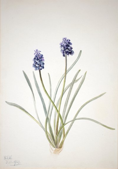 Szafirek Muscari racemosum, 1920. autorstwa Mary Vaux Walcott