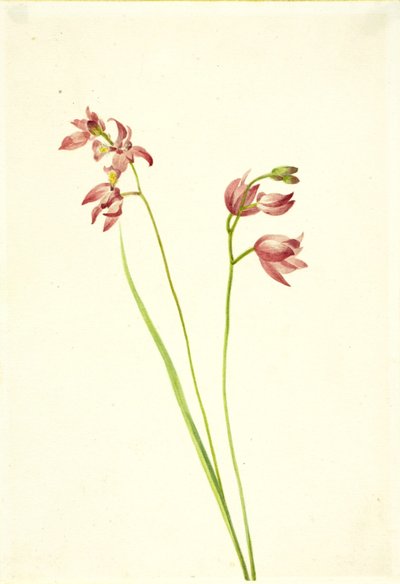 Storczyk trawiastoróżowy (Limodorum tuberosum) autorstwa Mary Vaux Walcott