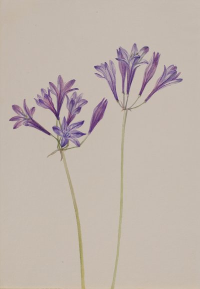 Orzech trawiasty Brodiaea laxa, 1933. autorstwa Mary Vaux Walcott