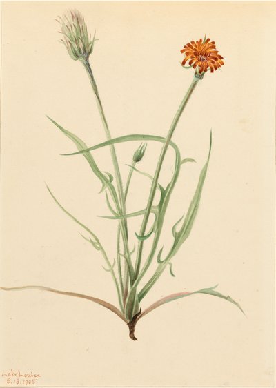 Grassleaf Agoseris Agoseris graminifolia, 1905. autorstwa Mary Vaux Walcott