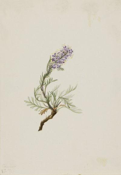 Facelia szara (Phacelia sericea) autorstwa Mary Vaux Walcott