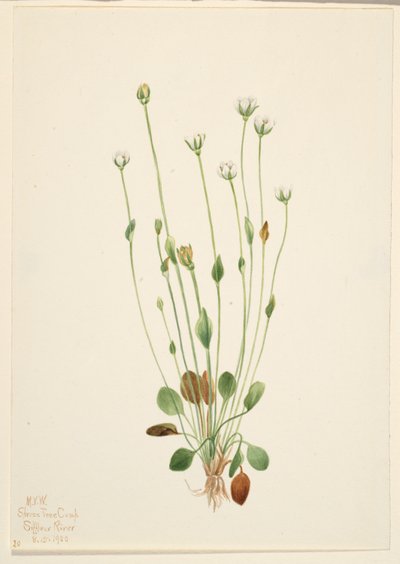 Stokłosa szara (Senecio canus) autorstwa Mary Vaux Walcott