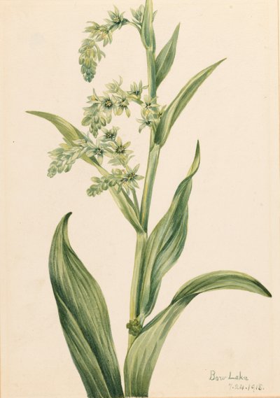 Kapusta zielona (Veratrum viride) autorstwa Mary Vaux Walcott