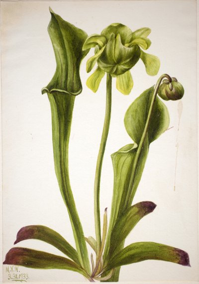 Dzbanecznik zielony (Sarracenia orephila) autorstwa Mary Vaux Walcott
